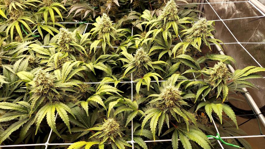 The Garden 2026-1 -- MSNL Kush Mints. Week 13 - KM2