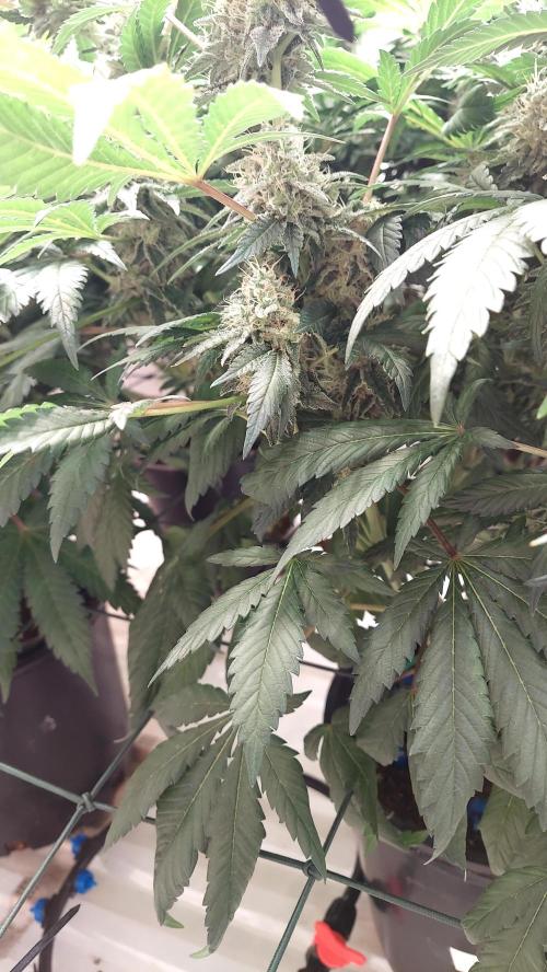 The Garden 2026-1 -- MSNL Kush Mints. Week 13 - KM2