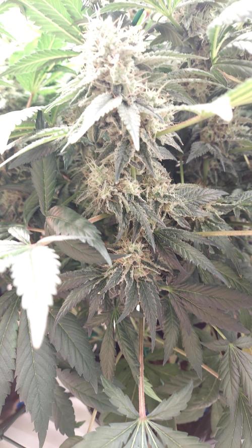 The Garden 2026-1 -- MSNL Kush Mints. Week 13 - KM2