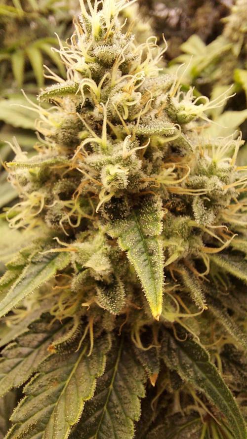 The Garden 2026-1 -- MSNL Kush Mints. Week 13 - KM2