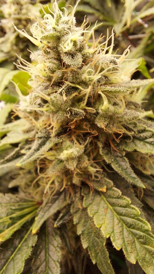 The Garden 2026-1 -- MSNL Kush Mints. Week 13 - KM2