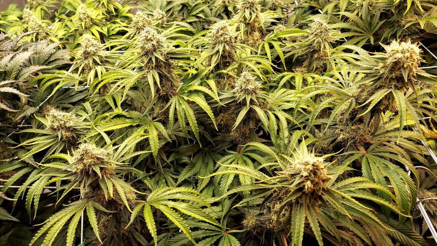 The Garden 2026-1 -- MSNL Kush Mints. Week 13 - KM3