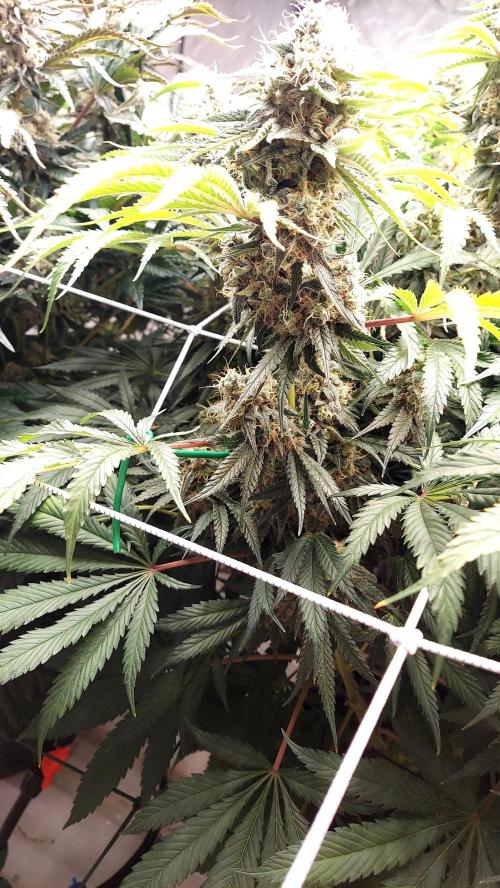 The Garden 2026-1 -- MSNL Kush Mints. Week 13 - KM3