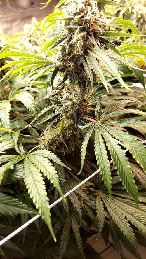 The Garden 2026-1 -- MSNL Kush Mints. Week 13 - KM3