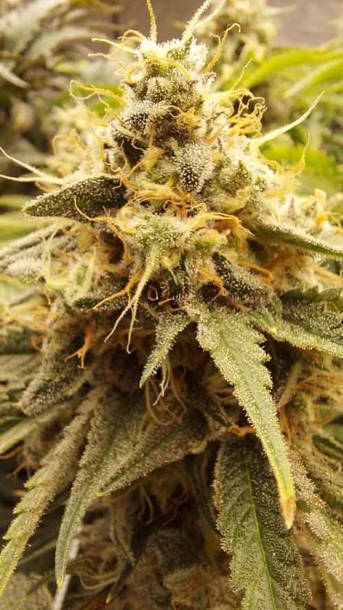 The Garden 2026-1 -- MSNL Kush Mints. Week 13 - KM3