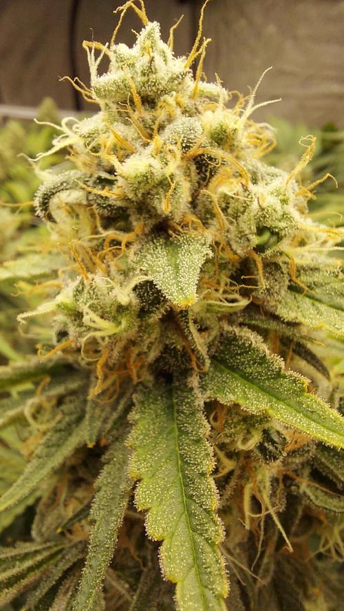 The Garden 2026-1 -- MSNL Kush Mints. Week 13 - KM3