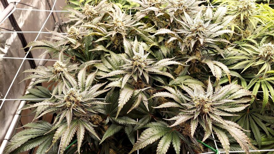 The Garden 2026-1 -- MSNL Kush Mints. Week 13 - KM4