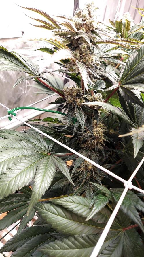 The Garden 2026-1 -- MSNL Kush Mints. Week 13 - KM4