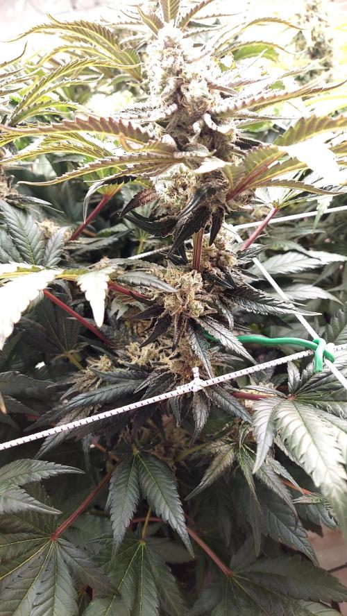 The Garden 2026-1 -- MSNL Kush Mints. Week 13 - KM4