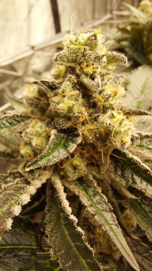 The Garden 2026-1 -- MSNL Kush Mints. Week 13 - KM4