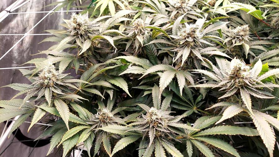 The Garden 2026-1 -- MSNL Animal Mints. Week 13 - AM1