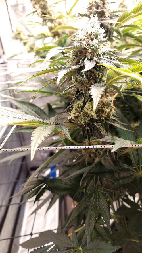 The Garden 2026-1 -- MSNL Animal Mints. Week 13 - AM1