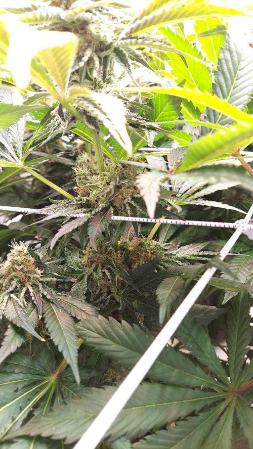 The Garden 2026-1 -- MSNL Animal Mints. Week 13 - AM1