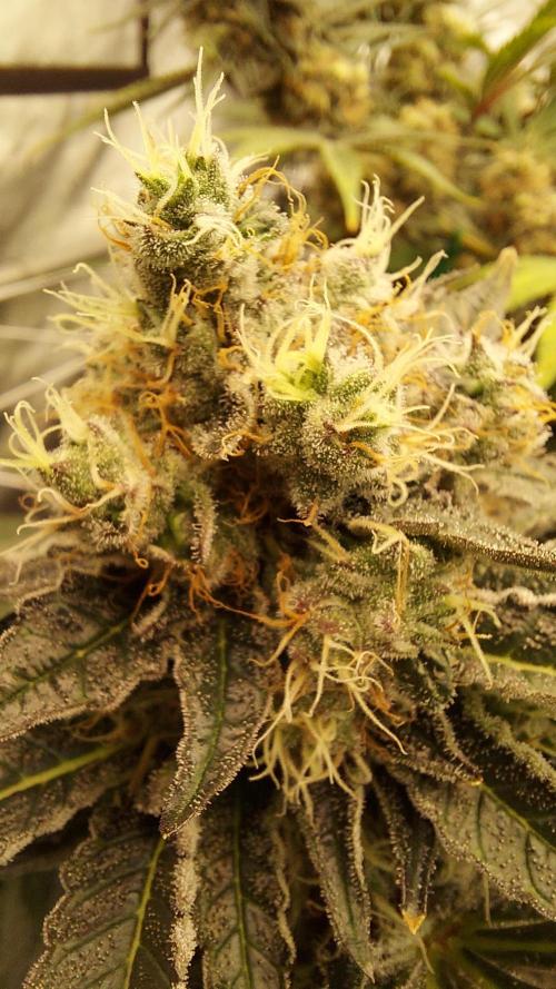 The Garden 2026-1 -- MSNL Animal Mints. Week 13 - AM1