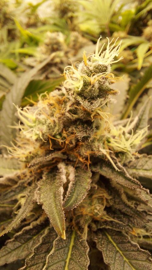 The Garden 2026-1 -- MSNL Animal Mints. Week 13 - AM1