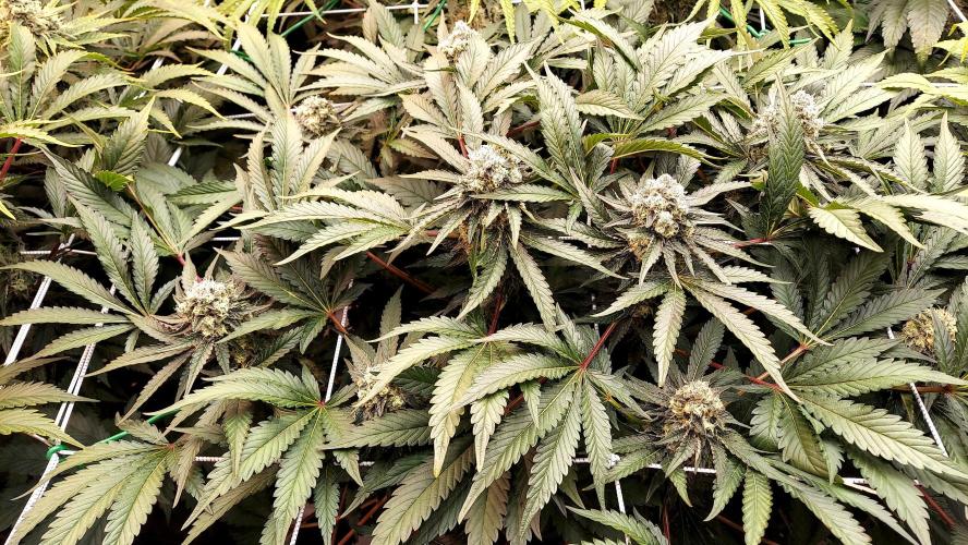 The Garden 2026-1 -- MSNL Animal Mints. Week 13 - AM2