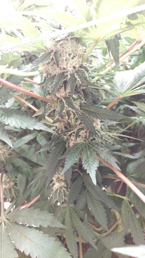 The Garden 2026-1 -- MSNL Animal Mints. Week 13 - AM2