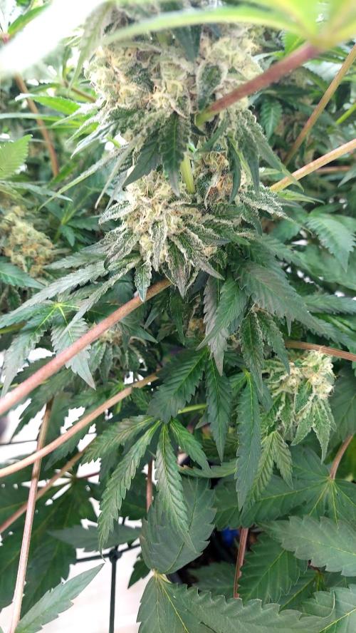 The Garden 2026-1 -- MSNL Animal Mints. Week 13 - AM2