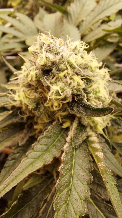 The Garden 2026-1 -- MSNL Animal Mints. Week 13 - AM2