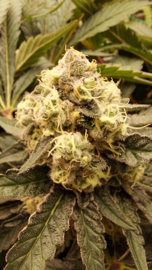 The Garden 2026-1 -- MSNL Animal Mints. Week 13 - AM2