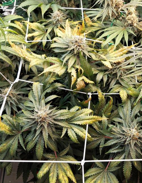 The Garden 2026-1 -- MSNL Animal Mints. Week 13 - AM3