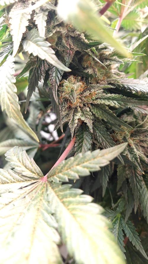 The Garden 2026-1 -- MSNL Animal Mints. Week 13 - AM3