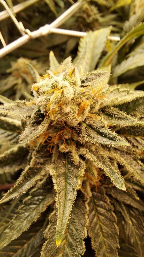 The Garden 2026-1 -- MSNL Animal Mints. Week 13 - AM3