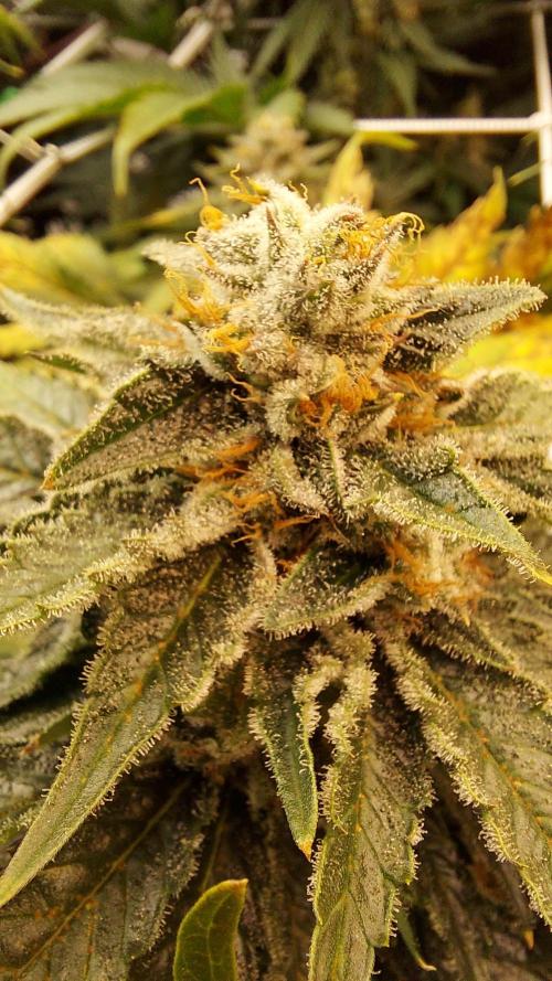 The Garden 2026-1 -- MSNL Animal Mints. Week 13 - AM3