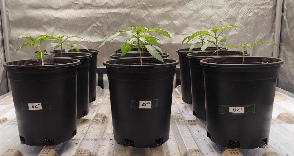 The Garden 2026-2 - MSNL Blue Cookies. Week 2 - 13 days immediately afer transplant and irrigation