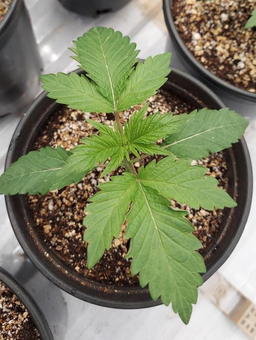 The Garden 2026-2 - MSNL Blue Cookies. Week 2 - 13 days immediately afer transplant and irrigation