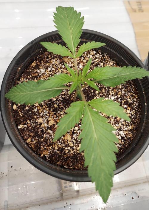 The Garden 2026-2 - MSNL Blue Cookies. Week 2 - 13 days immediately afer transplant and irrigation