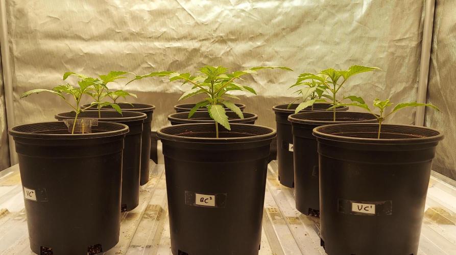 The Garden 2026-2 - MSNL Blue Cookies. Week 2 - 14 days