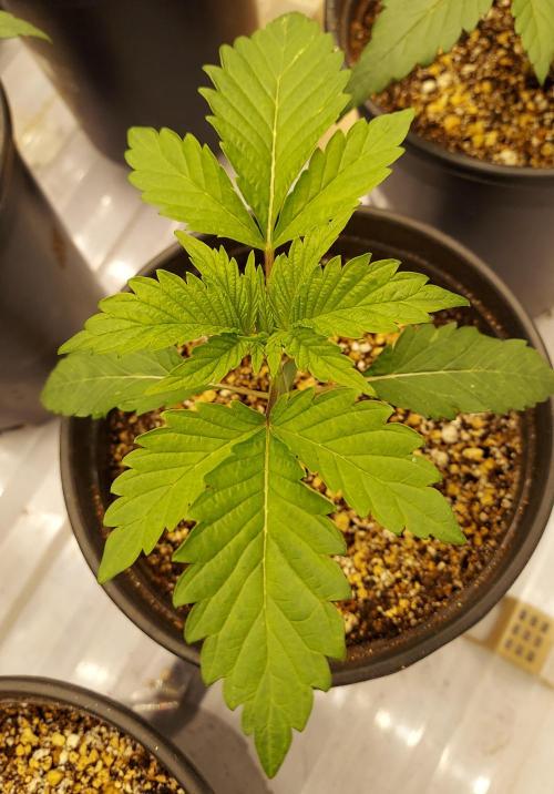 The Garden 2026-2 - MSNL Blue Cookies. Week 2 - 14 days