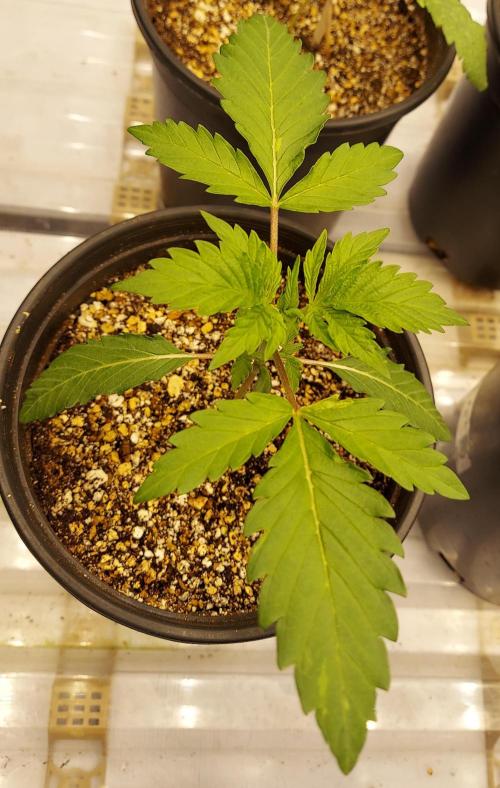 The Garden 2026-2 - MSNL Blue Cookies. Week 2 - 14 days