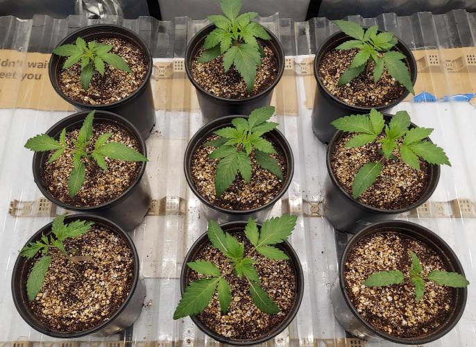 The Garden 2026-2- HSC Vanilla Creme Pie. Week 2 - 13 days immediately following transplant and irragation