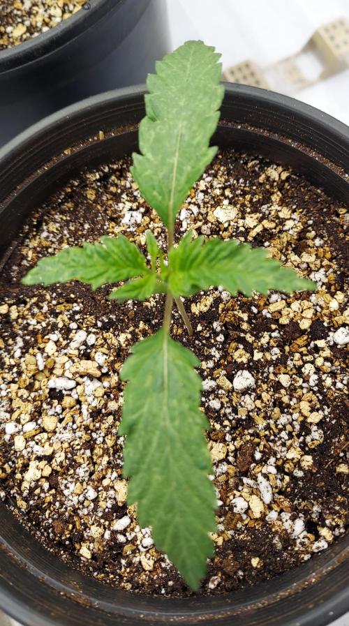 The Garden 2026-2- HSC Vanilla Creme Pie. Week 2 - 13 days immediately following transplant and irragation