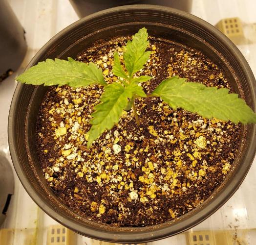 The Garden 2026-2- HSC Vanilla Creme Pie. Week 2 - 14 days