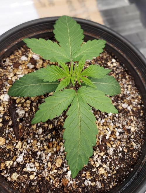 Garden 2026-2 - MSNL Pineapple Express. Week 2