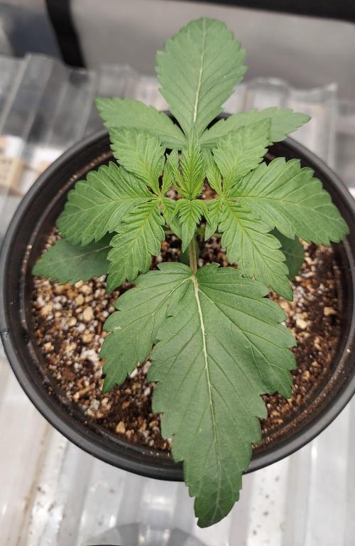 Garden 2026-2 - MSNL Pineapple Express. Week 2