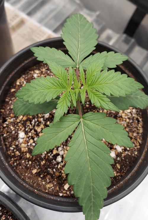 Garden 2026-2 - MSNL Pineapple Express. Week 2