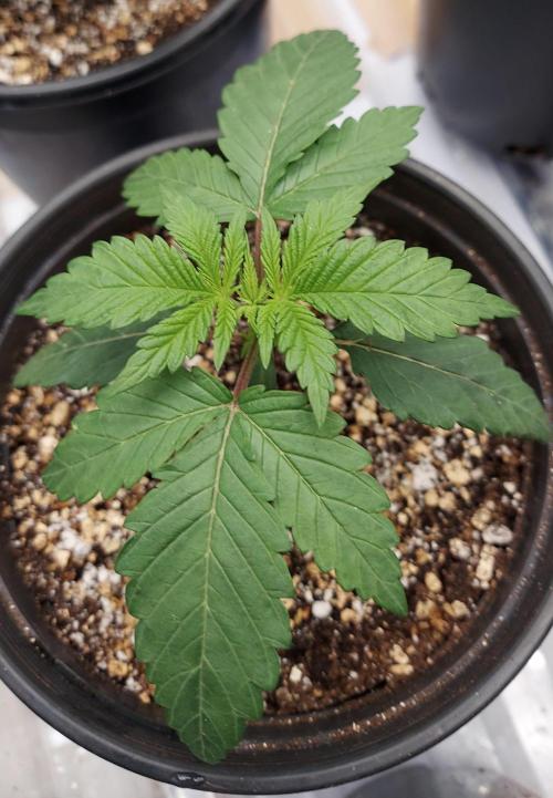 Garden 2026-2 - MSNL Pineapple Express. Week 2