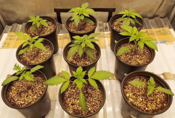 Garden 2026-2 - MSNL Pineapple Express. Week 2