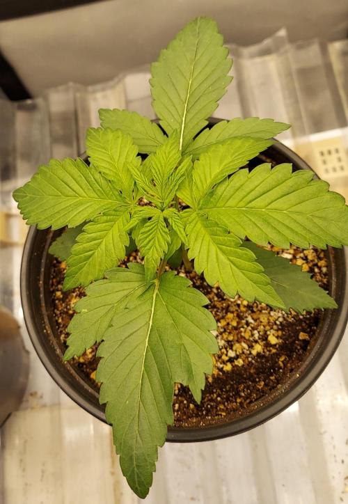 Garden 2026-2 - MSNL Pineapple Express. Week 2