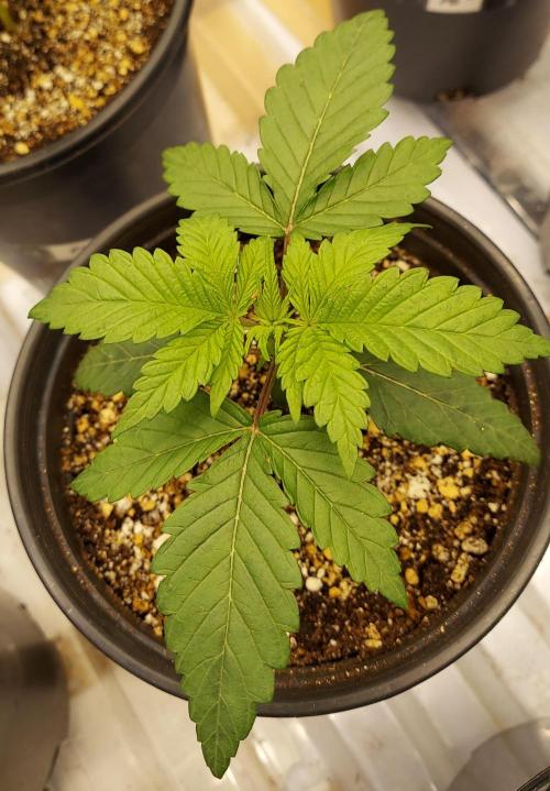 Garden 2026-2 - MSNL Pineapple Express. Week 2