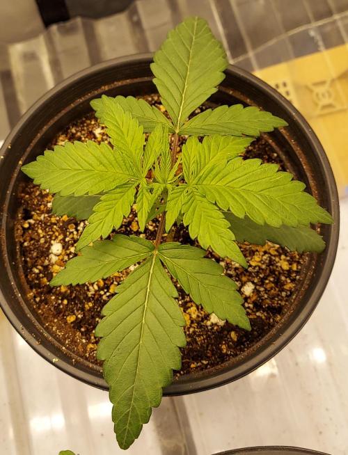 Garden 2026-2 - MSNL Pineapple Express. Week 2