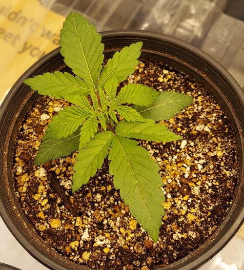 Garden 2026-2 - MSNL Pineapple Express. Week 2