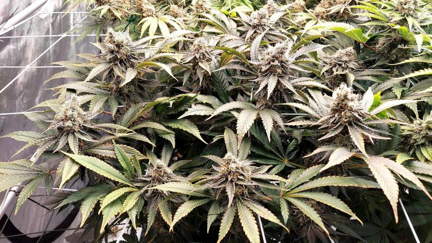 The Garden 2026-1 -- MSNL Animal Mints. Week 14 - AM1