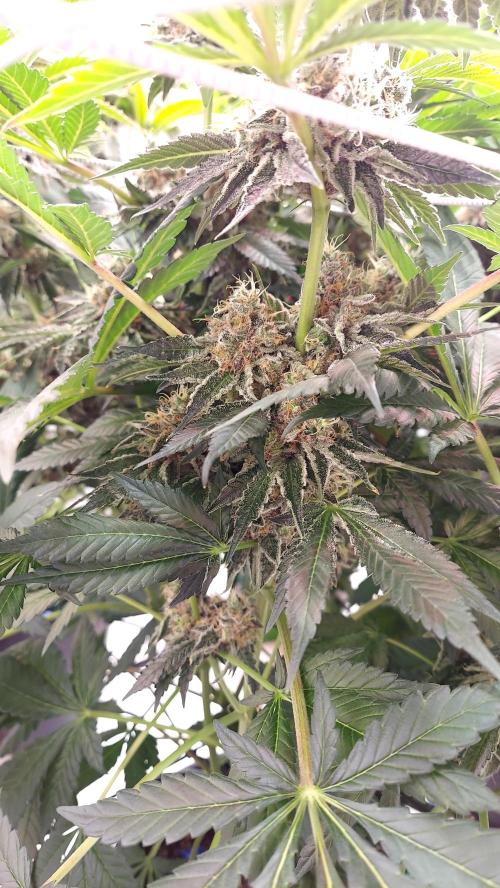 The Garden 2026-1 -- MSNL Animal Mints. Week 14 - AM1