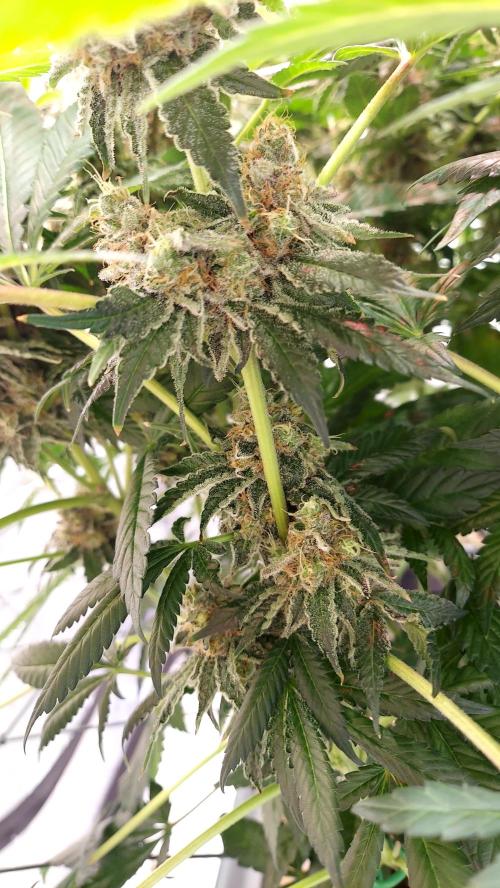 The Garden 2026-1 -- MSNL Animal Mints. Week 14 - AM1