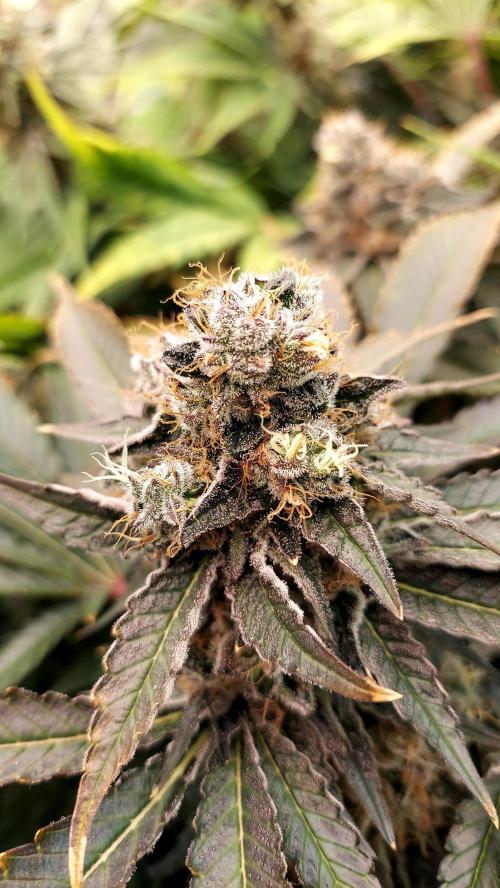 The Garden 2026-1 -- MSNL Animal Mints. Week 14 - AM1